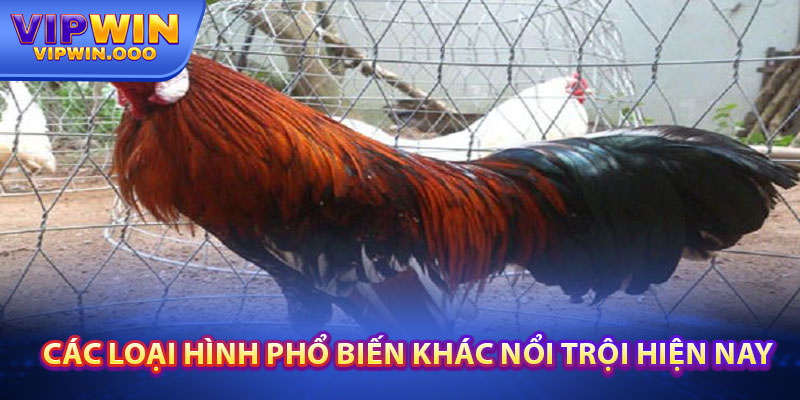 Đá Gà Mộc Bài – Trải Nghiệm Đỉnh Cao Nhất 2024 Tại Vipwin 4 Cac Loai Hinh Pho Bien Khac Noi Troi Hien Nay