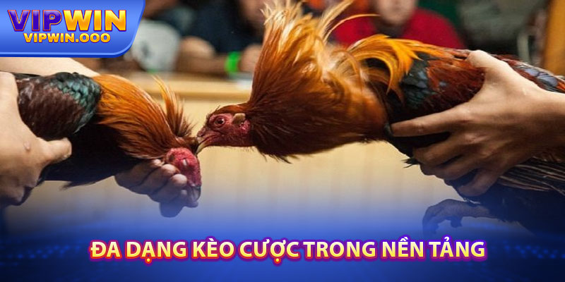 Đá Gà Mộc Bài – Trải Nghiệm Đỉnh Cao Nhất 2024 Tại Vipwin 3 Đa Dạng Kèo Cược Tại Đá Gà Mộc Bài