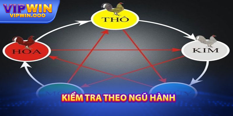 Màu Mạng Gà Đá – Cách Và Mẹo Lựa Chọn Chú Chiến Kê 4 Kiểm Tra Theo Ngũ Hành