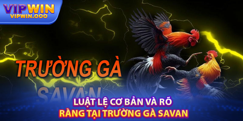 Trường Gà Savan – Đấu Trường Gà Ác Liệt Bậc Nhất Thế Giới 3 Luật Lệ Cơ Bản Và Rõ Ràng Tại Trường Gà Savan